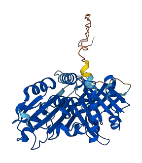 Serpina1e 3D structure