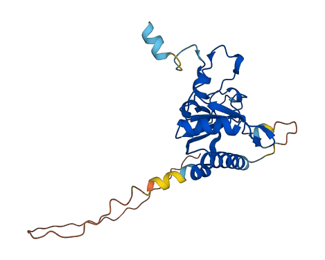 U2AF1 3D structure