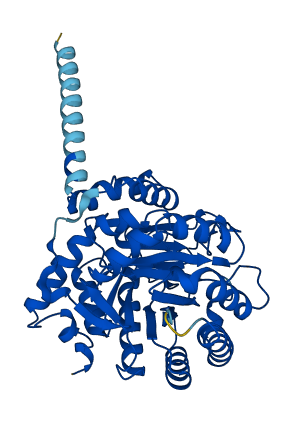 DHODH 3D structure
