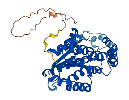 BDH1 3D structure