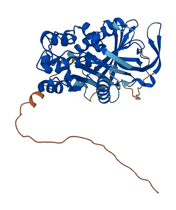 Serpina3m 3D structure