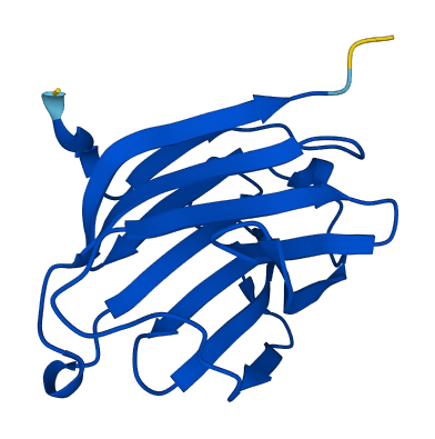 CLC 3D structure