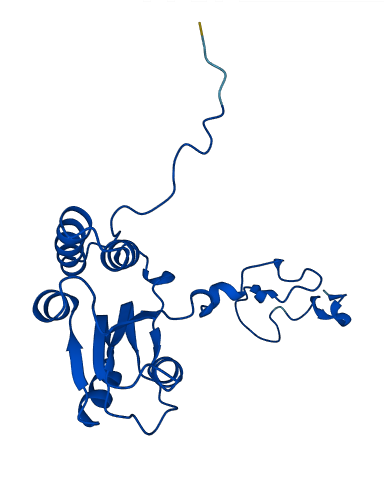 RPL18 3D structure