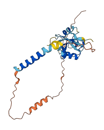 KLRC3 3D structure