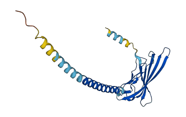 SCN1B 3D structure
