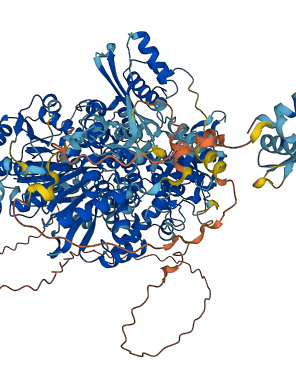 DHX9 3D structure