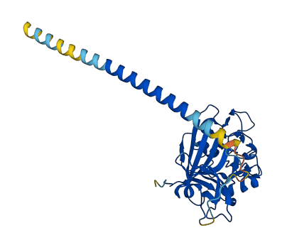 FGL1 3D structure