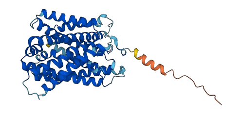 SLC38A11 3D structure