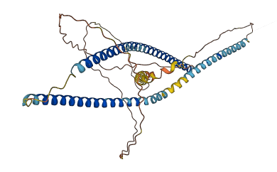 GOLGA8DP 3D structure