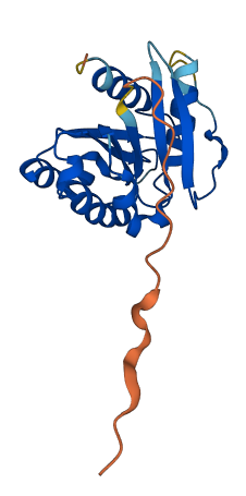 ARL16 3D structure