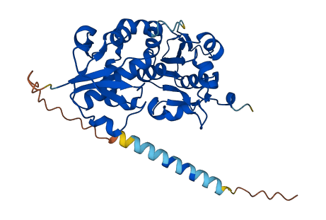 FUT2 3D structure