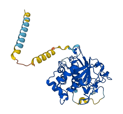 ST3GAL1 3D structure