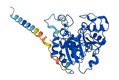 ST3GAL4 3D structure