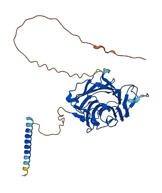 LMAN2 3D structure