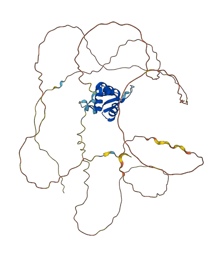FOXF2 3D structure