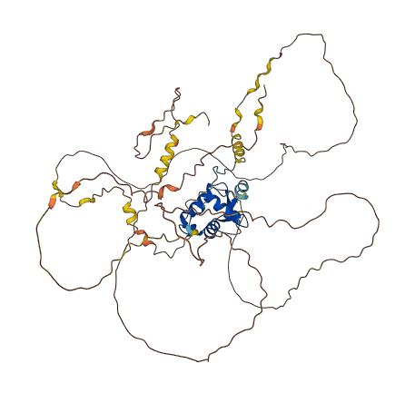 FOXC1 3D structure