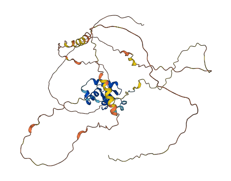 FOXD4 3D structure