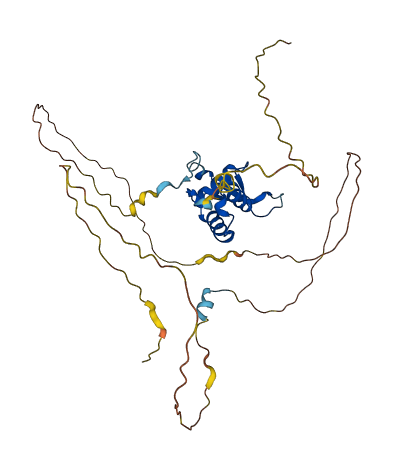 FOXL1 3D structure