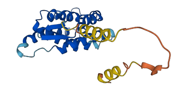 IL24 3D structure