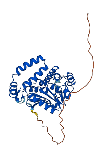 ECH1 3D structure