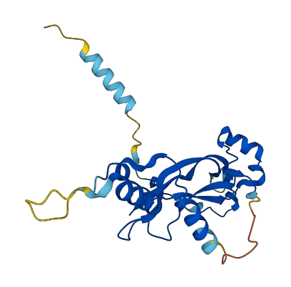 NOG 3D structure