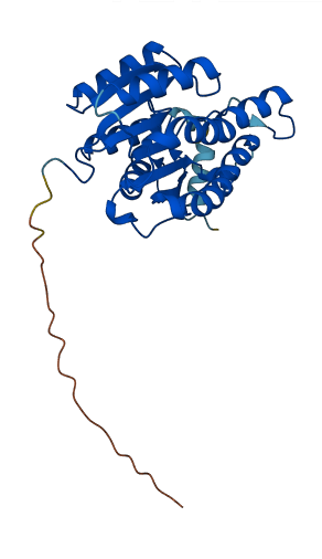 DHRS2 3D structure