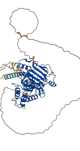 SMAD4 3D structure