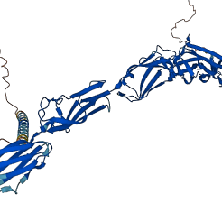 ALCAM 3D structure