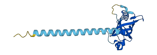 CBFB 3D structure