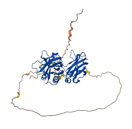 DOC2B 3D structure