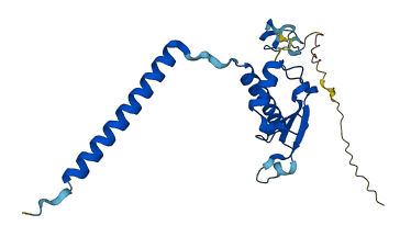 MRPL58 3D structure