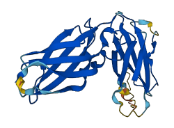 EBI3 3D structure
