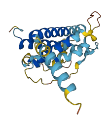 CSHL1 3D structure