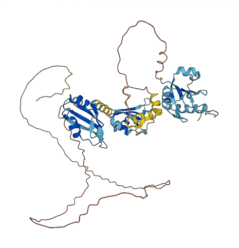 RBM39 3D structure