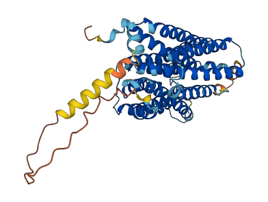 SLC29A2 3D structure