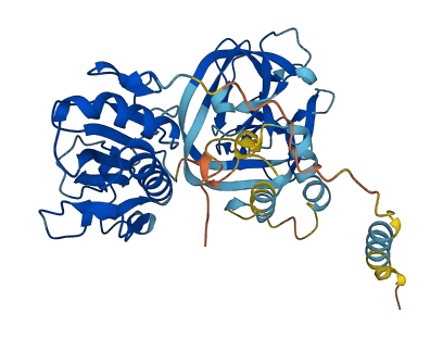 IHH 3D structure