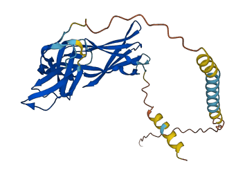 KIR2DS5 3D structure