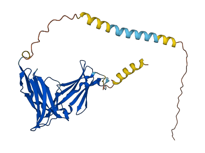 KIR2DS1 3D structure