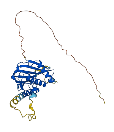 MAD2L1BP 3D structure