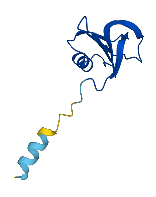 PLGLA 3D structure