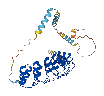 ANKRD1 3D structure