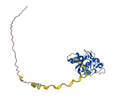 FCN2 3D structure