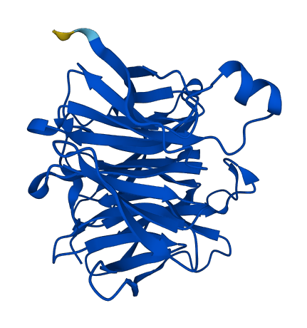 RGN 3D structure