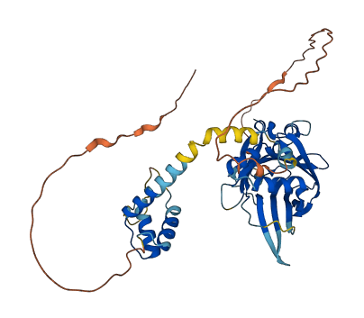 TEAD4 3D structure