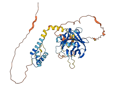 TEAD2 3D structure