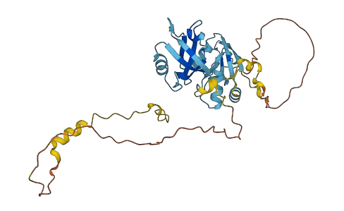 SLC9A3R2 3D structure