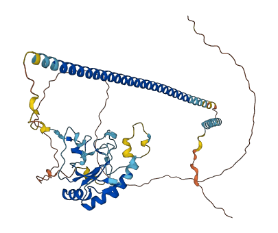 ZRSR2P1 3D structure