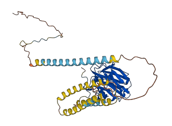 NPTX1 3D structure