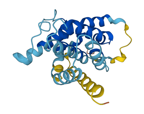 BAK1 3D structure