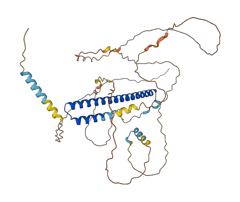 NFIL3 3D structure